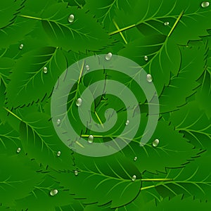 Seamless pattern background with green leaves and dew drops