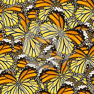 Seamless pattern background of macro butterfly wing