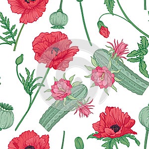 Seamless pattern and, background with red opium poppy and echino