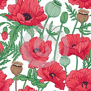 Seamless pattern, background with red opium poppy. Stock vector