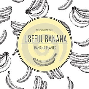 Seamless pattern.bananas of vector sketches.Detailed citrus drawing.Vintage sketch style illustration