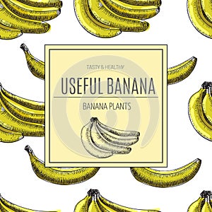 Seamless pattern.bananas of vector sketches.Detailed citrus drawing.Vintage sketch style illustration