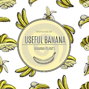 Seamless pattern.bananas of vector sketches.Detailed citrus drawing.Vintage sketch style illustration