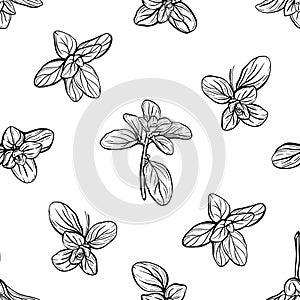 seamless pattern of basil leaves