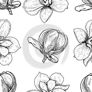Seamless pattern of beautiful magnolia, drawing spring flower isolated on white background. Sketch hand drawn