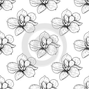 Seamless pattern of beautiful magnolia, drawing spring flower isolated on white background. Sketch hand drawn