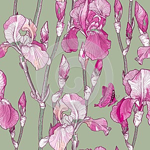 Seamless pattern with Beautiful pink iris flowers