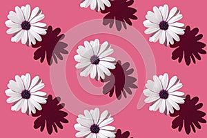 Seamless pattern of a beautiful white flower Asteraceae or Aster on deep pink background