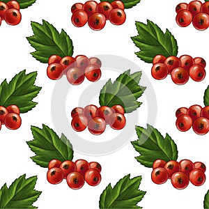 seamless pattern with berries of hawthorn