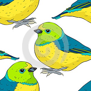 seamless pattern bird green organist Tanager family. vector illustration