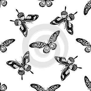 Seamless pattern with black and white african giant swallowtail, papilio torquatus
