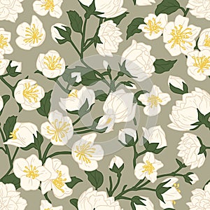 Seamless pattern of blossomed white jasmine flowers. Design of floral repeatable background for printing. Endless