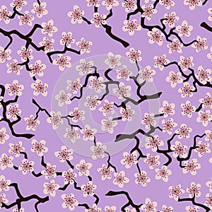Seamless pattern with blossoming Japanese cherry sakura.Pink flowers on lavender background