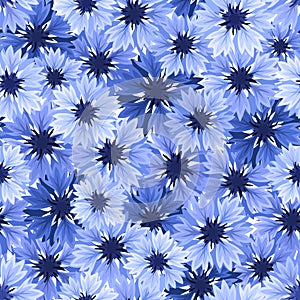 Seamless pattern with blue cornflowers. Vector illustration. photo