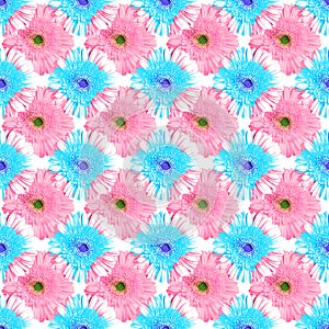 Seamless pattern blue and pink gerbera flowers on white background, summer daisy floral ornament, abstract gerber flower texture