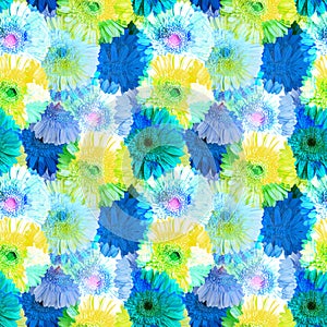 Seamless pattern of blue and yellow gerbera flowers, vivid summer daisy floral ornament, abstract gerber flower texture, wallpaper