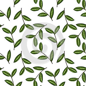 seamless pattern with branch of bay tree photo