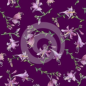 Seamless pattern with branch of purple hosta flower. Lilies. Hosta ventricosa minor, asparagaceae family.