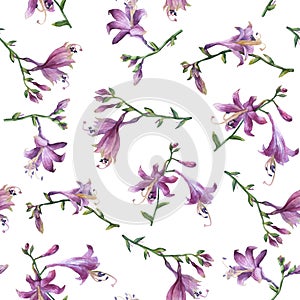 Seamless pattern with branch of purple hosta flower. Lilies. Hosta ventricosa minor, asparagaceae family. photo