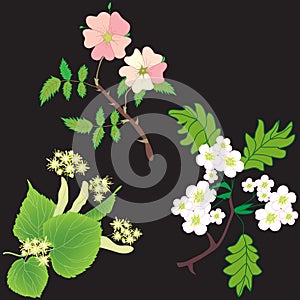 Seamless pattern with branches with flowers of officinal plans  - linden tree, hawthorn, dog rose on black background photo