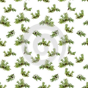 A seamless pattern, branches of pine with cones chaotically located on a white background