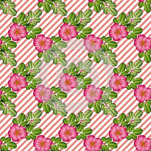 Seamless pattern of bright pink-purple flowers of wild rose and leaves, on a coral-white background with a slanting strip, vector