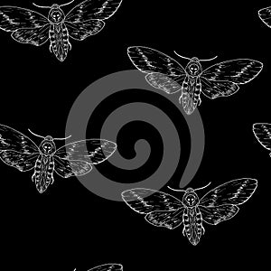 Seamless pattern of butterflies. Death`s head moth. Vector background