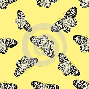 Seamless pattern with butterfly Idea Leuconoe. Paper Kite .