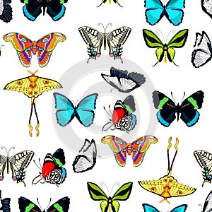 Seamless pattern butterfly Ornithoptera paradisea, wings bird