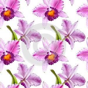 Seamless pattern with cattleya orchids flowers.