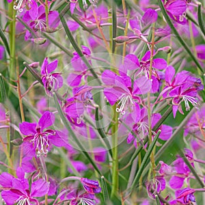 seamless pattern Chamaenerion angustifolium purple flowers. Fireweed plant, medical tea