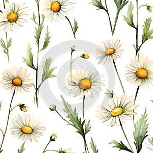 Seamless pattern with chamomile flowers. Vector illustration