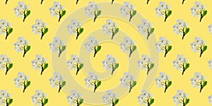 Seamless pattern of cherry blossom twigs on yellow. Seasonal natural background. Spring texture