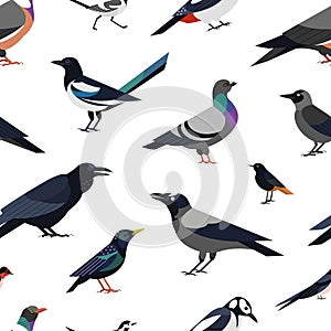 Seamless pattern with city synanthrope and wild forest birds on white background. Trendy ornithological vector