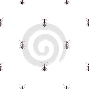Seamless pattern colony ants on white background. Vector insects template in flat style for any purpose. Modern animals texture