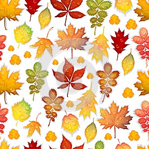 Seamless pattern with colorful autumn leaves vector background