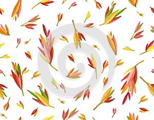 Seamless pattern colorful, autumnal  leaves,  isolated on white. Abstract leaves background.