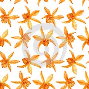 Seamless pattern with colorful dendrobium Stardust Firebird