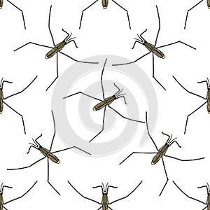 Seamless pattern with Common water strider. Gerridae. GERRIS LACUSTRIS. hand-drawn water strider . Vector