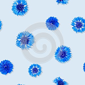 Seamless pattern of cornflower flowers on light blue background