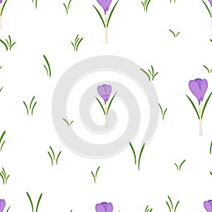 Seamless pattern with crocus flowers