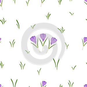 Seamless pattern with crocus flowers