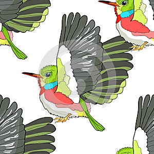 Seamless pattern Cuban a Tody Bird exotic. vector illustration