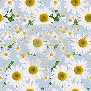 seamless pattern with daisies seamless pattern seamless pattern with camomiles