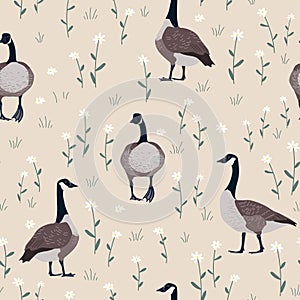 Seamless pattern with daisy flower and Canada geese birds. Small white flowers and green leaves on beige background