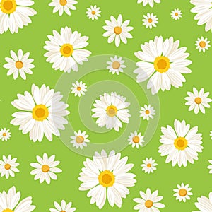 Seamless pattern with daisy flowers on green. Vect