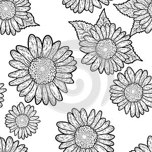 Seamless pattern. Decorative flower of a sunflower. Sketch scratch board imitation.