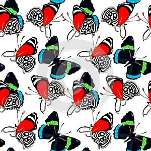 seamless pattern Diaethria clymena Butterfly. vector illustration photo