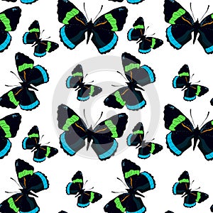 seamless pattern Diaethria clymena Butterfly. vector illustration photo