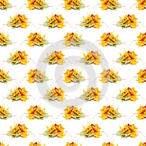 Seamless pattern of dry maple leaves isolated on a white background.